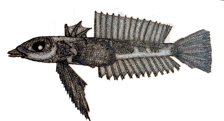 Centrodraco acanthopoma_01
